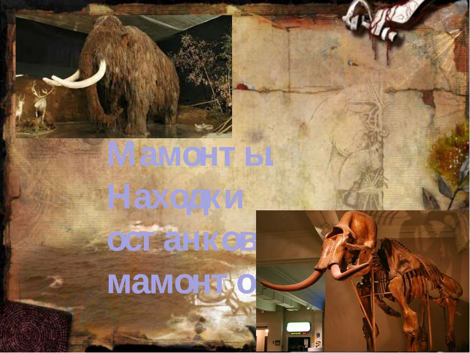 Мамонты.Останки мамонтов. Учебники, Презентации и Подготовка к Экзаменам для Школьников на Klass-Uchebnik.com