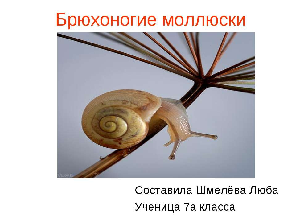 Моллюски2 Учебники, Презентации и Подготовка к Экзаменам для Школьников на Klass-Uchebnik.com