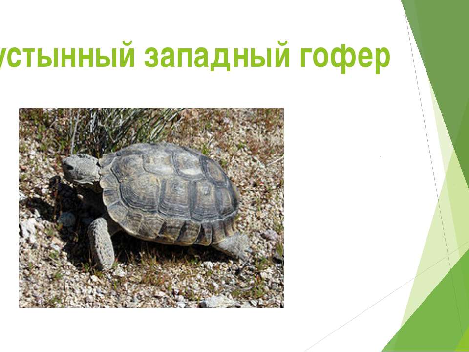 Пустынная черепаха Учебники, Презентации и Подготовка к Экзаменам для Школьников на Klass-Uchebnik.com