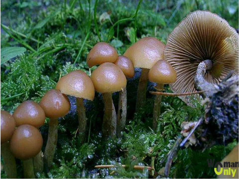 александер невский Учебники, Презентации и Подготовка к Экзаменам для Школьников на Klass-Uchebnik.com