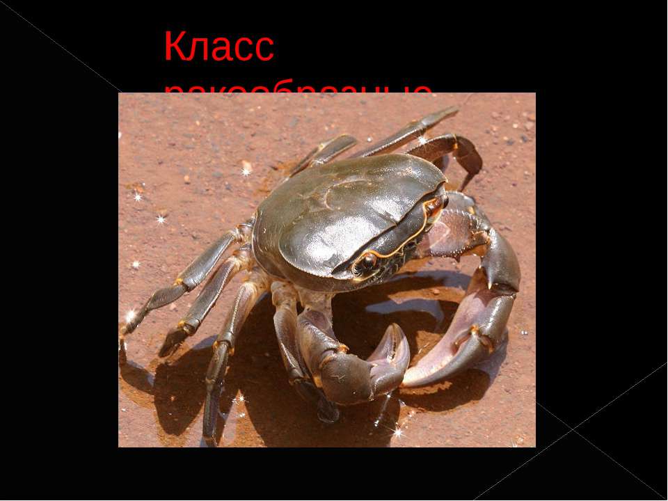 класс паукообразные Учебники, Презентации и Подготовка к Экзаменам для Школьников на Klass-Uchebnik.com