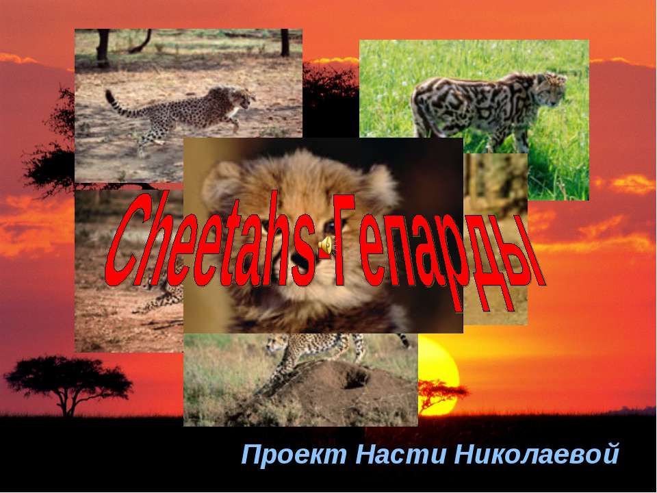 Сheetahs-Гепарды Учебники, Презентации и Подготовка к Экзаменам для Школьников на Klass-Uchebnik.com