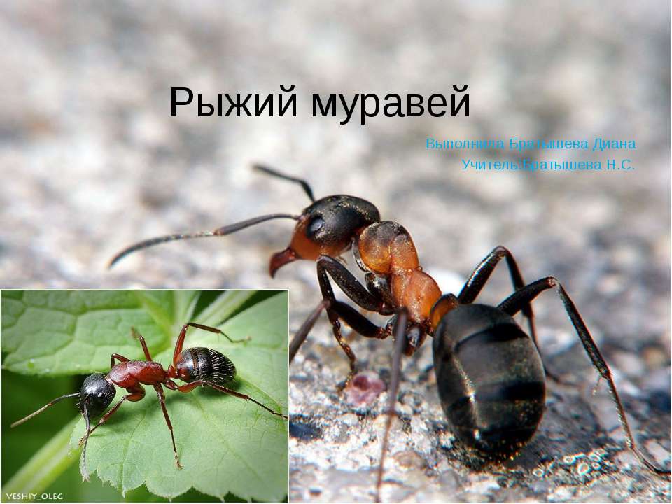 Рыжий муравей Учебники, Презентации и Подготовка к Экзаменам для Школьников на Klass-Uchebnik.com