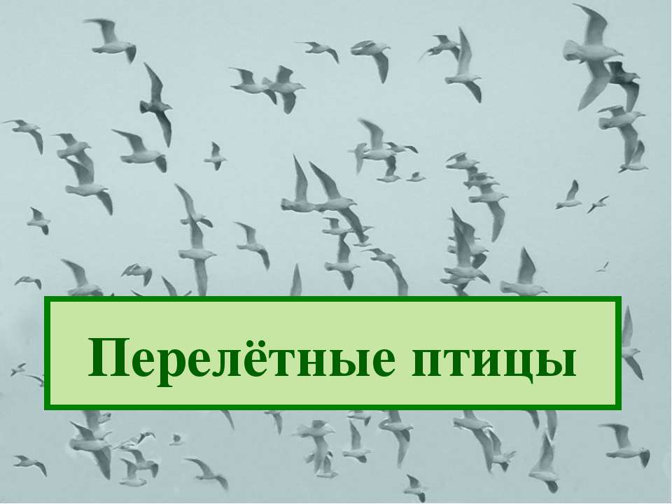 Перелётные птицы - Учебники, Презентации и Подготовка к Экзаменам для Школьников на Klass-Uchebnik.com