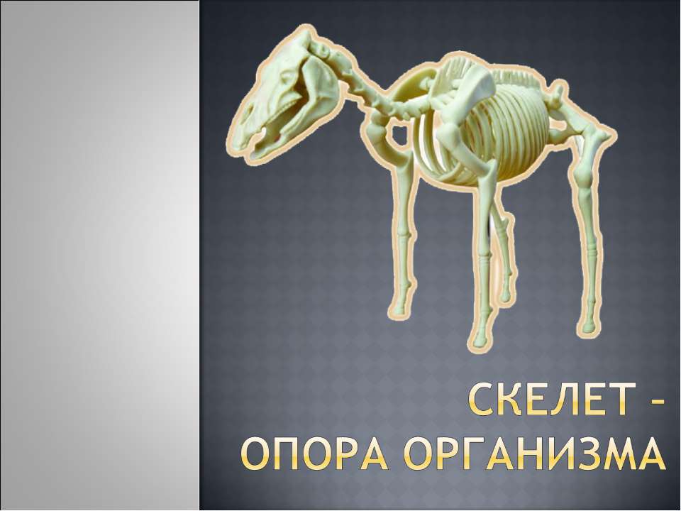 Скелет – опора организма Учебники, Презентации и Подготовка к Экзаменам для Школьников на Klass-Uchebnik.com