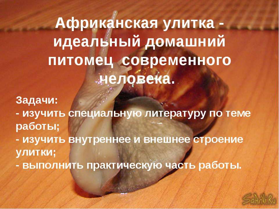 Африканская улитка - идеальный домашний питомец современного человека Учебники, Презентации и Подготовка к Экзаменам для Школьников на Klass-Uchebnik.com