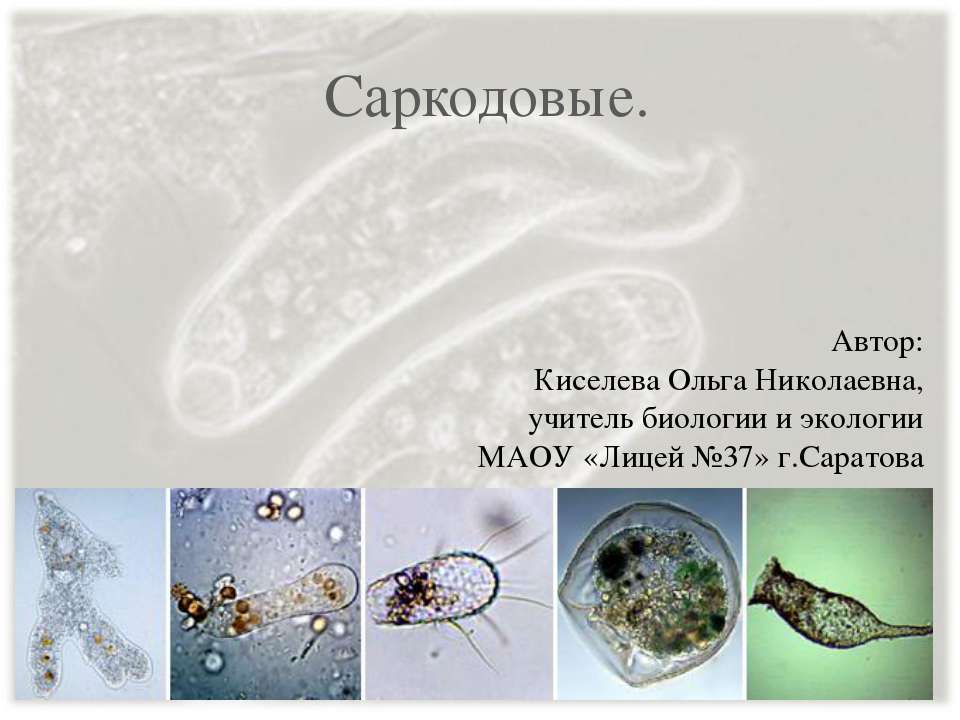 Саркодовые Учебники, Презентации и Подготовка к Экзаменам для Школьников на Klass-Uchebnik.com