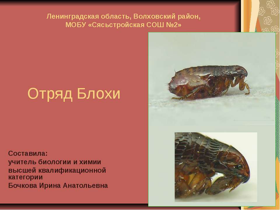 Отряд Блохи Учебники, Презентации и Подготовка к Экзаменам для Школьников на Klass-Uchebnik.com