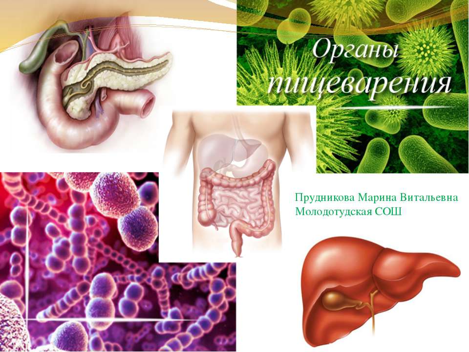 Органы пищеварения Учебники, Презентации и Подготовка к Экзаменам для Школьников на Klass-Uchebnik.com