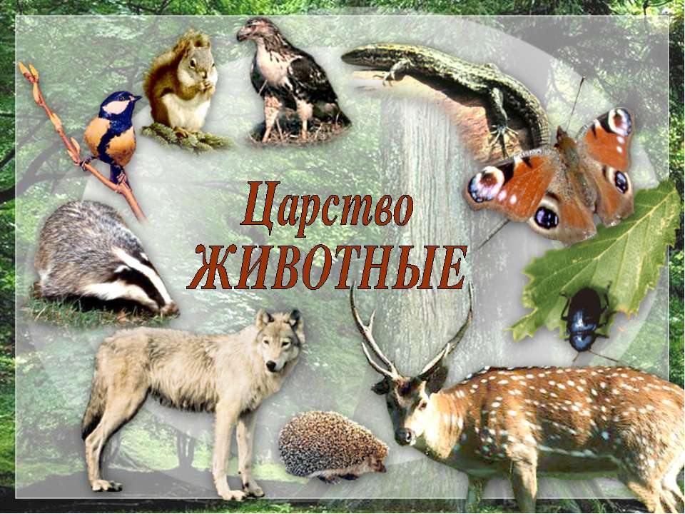 Царство животные Учебники, Презентации и Подготовка к Экзаменам для Школьников на Klass-Uchebnik.com