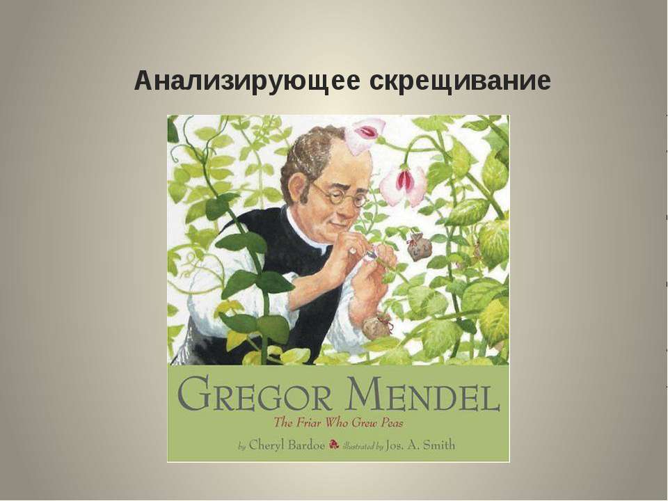 Анализирующее скрещивание - Учебники, Презентации и Подготовка к Экзаменам для Школьников на Klass-Uchebnik.com