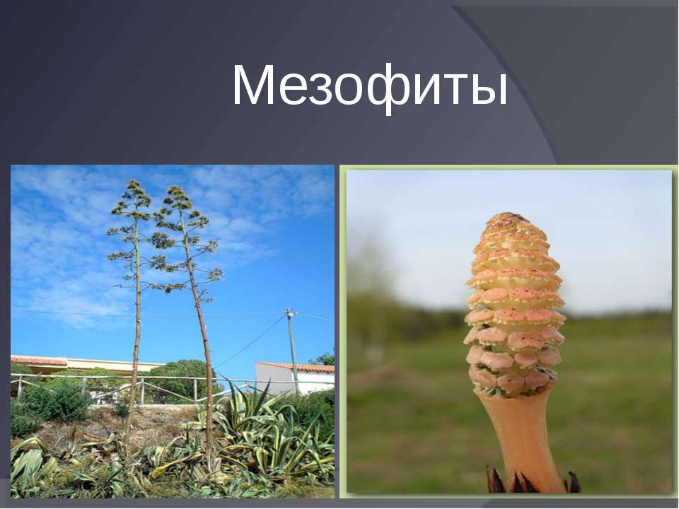 Мезофиты Учебники, Презентации и Подготовка к Экзаменам для Школьников на Klass-Uchebnik.com