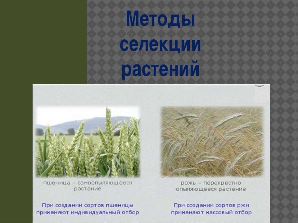 Методы селекции растений - Учебники, Презентации и Подготовка к Экзаменам для Школьников на Klass-Uchebnik.com