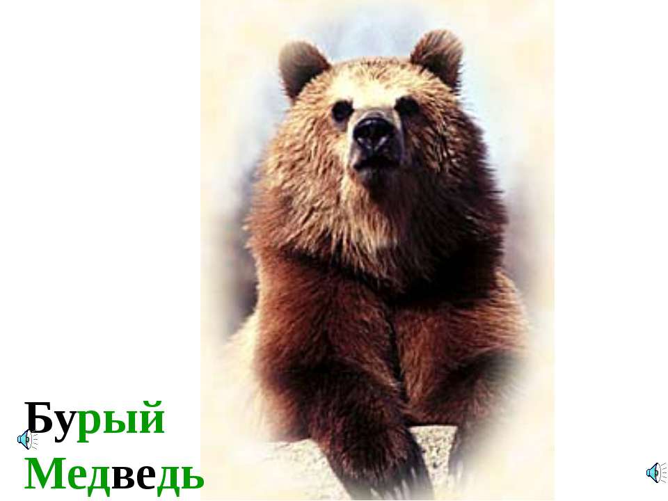 Голоса диких животных - Учебники, Презентации и Подготовка к Экзаменам для Школьников на Klass-Uchebnik.com