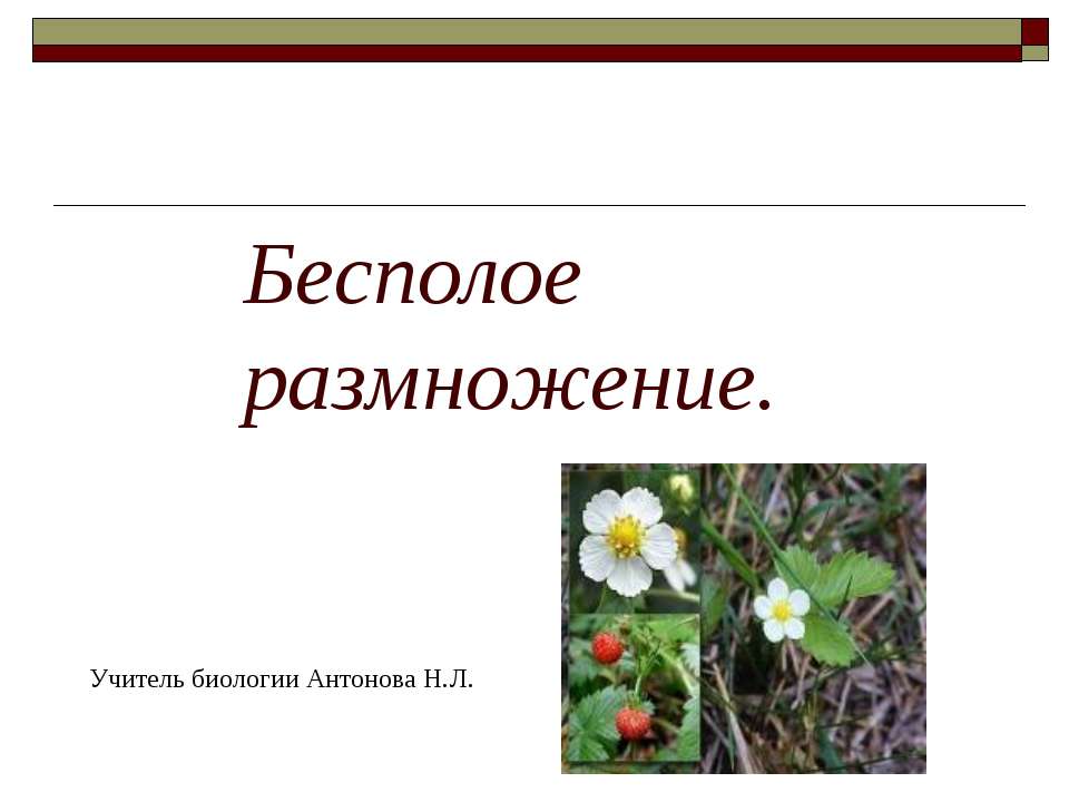 Бесполое размножение 9 класс Учебники, Презентации и Подготовка к Экзаменам для Школьников на Klass-Uchebnik.com