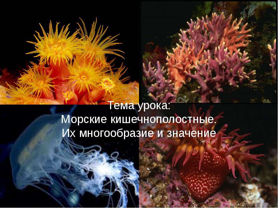 Морские кишечнополостные. Их многообразие и значение Учебники, Презентации и Подготовка к Экзаменам для Школьников на Klass-Uchebnik.com