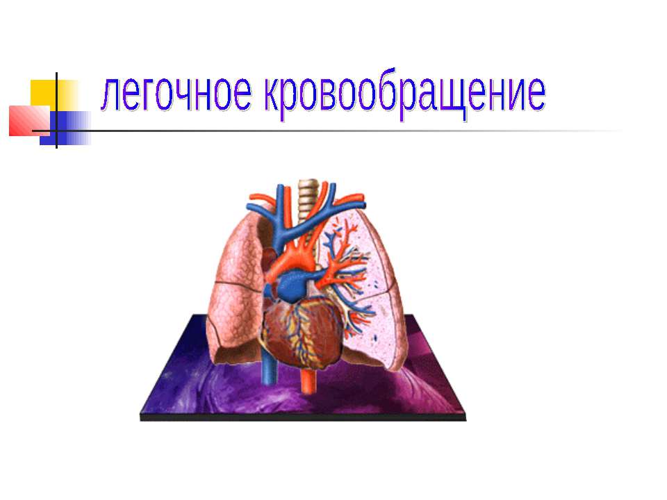 легочное кровообращение Учебники, Презентации и Подготовка к Экзаменам для Школьников на Klass-Uchebnik.com