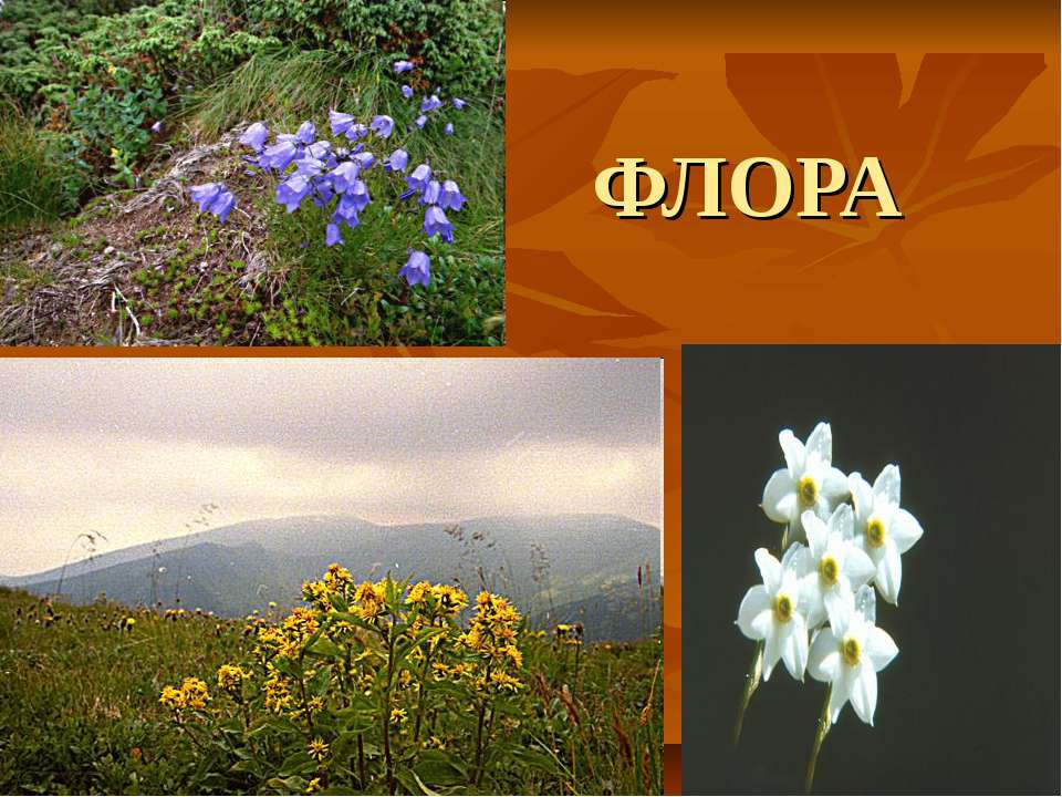 ФЛОРА Учебники, Презентации и Подготовка к Экзаменам для Школьников на Klass-Uchebnik.com