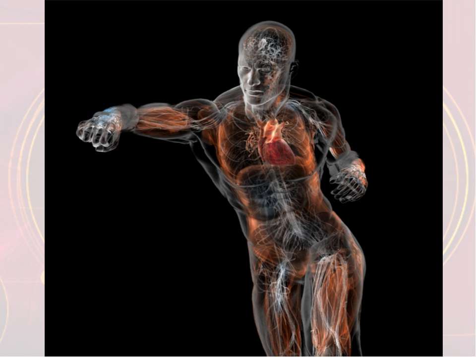 Изучение органов кровообращения человека Учебники, Презентации и Подготовка к Экзаменам для Школьников на Klass-Uchebnik.com