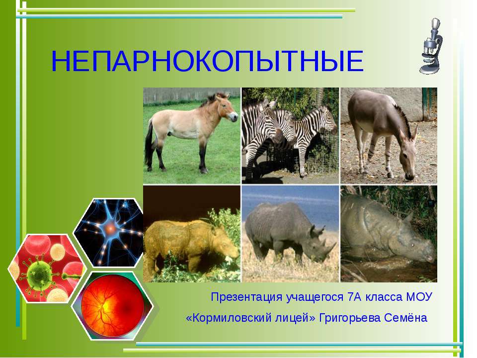 Непарнокопытные - Учебники, Презентации и Подготовка к Экзаменам для Школьников на Klass-Uchebnik.com