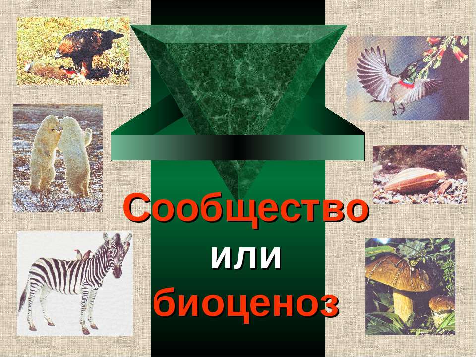 Сообщество или биоценоз Учебники, Презентации и Подготовка к Экзаменам для Школьников на Klass-Uchebnik.com