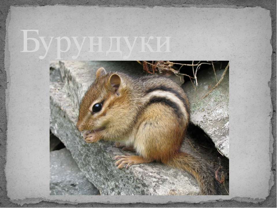 Бурундуки Учебники, Презентации и Подготовка к Экзаменам для Школьников на Klass-Uchebnik.com