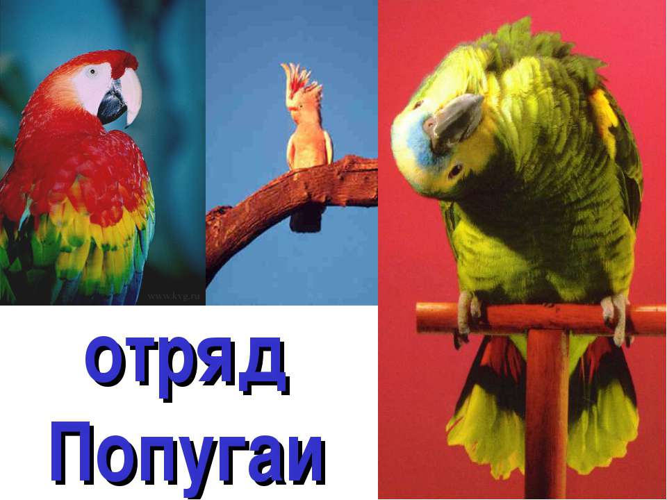 отряд Попугаи Учебники, Презентации и Подготовка к Экзаменам для Школьников на Klass-Uchebnik.com