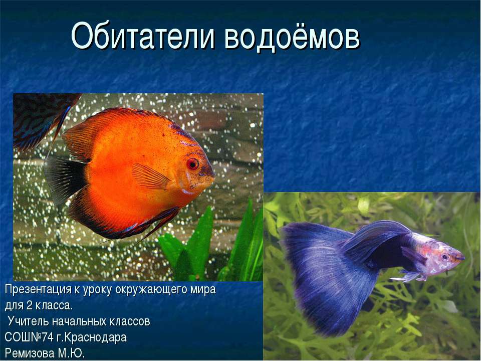 Обитатели водоёмов Учебники, Презентации и Подготовка к Экзаменам для Школьников на Klass-Uchebnik.com