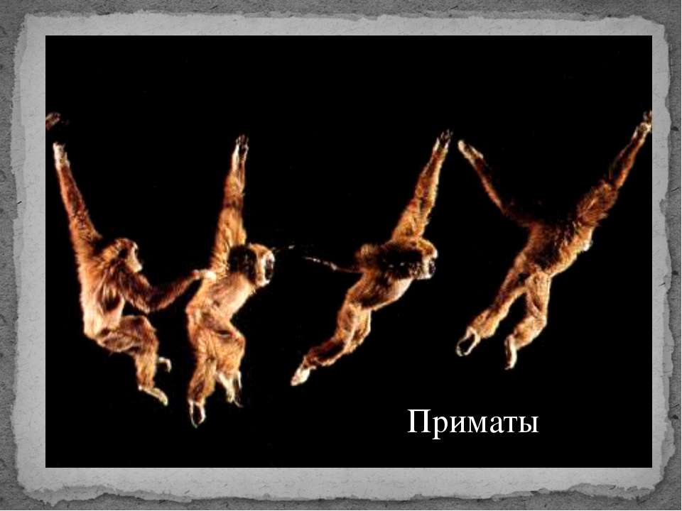 Приматы Учебники, Презентации и Подготовка к Экзаменам для Школьников на Klass-Uchebnik.com