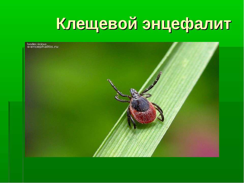 Клещевой энцефалит Учебники, Презентации и Подготовка к Экзаменам для Школьников на Klass-Uchebnik.com