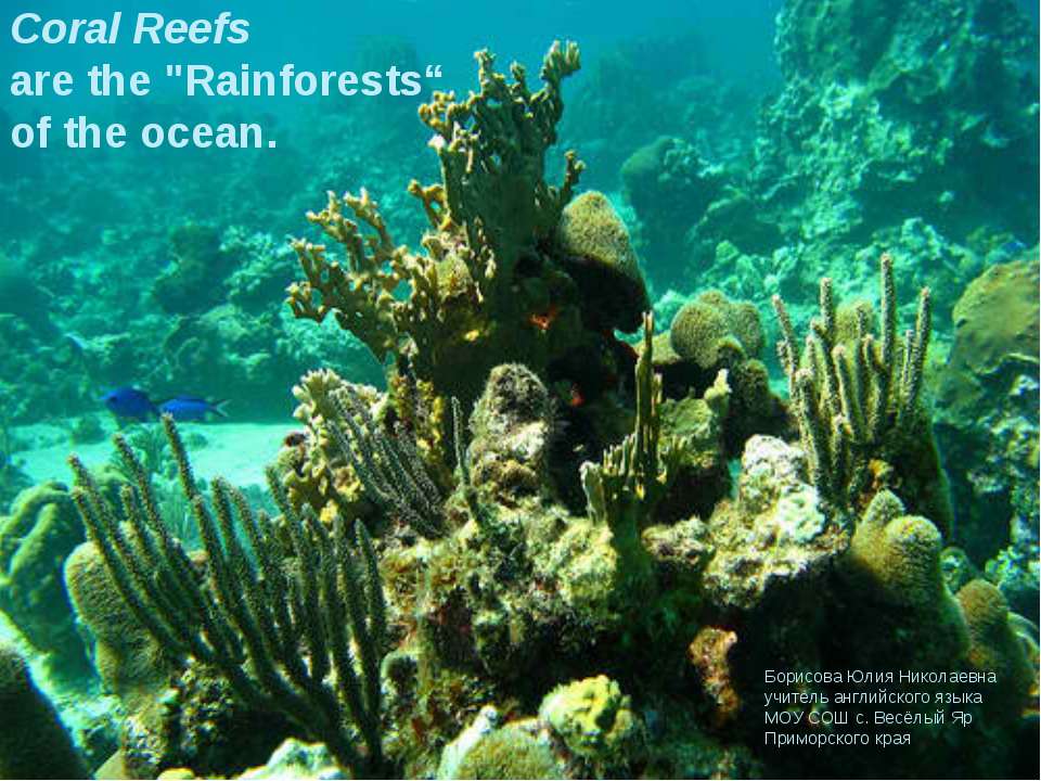 Coral Reefs Учебники, Презентации и Подготовка к Экзаменам для Школьников на Klass-Uchebnik.com