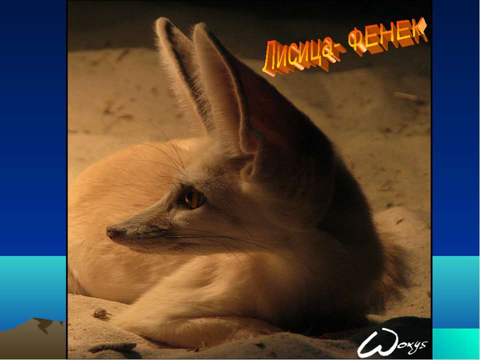 Лисица- Фенек Учебники, Презентации и Подготовка к Экзаменам для Школьников на Klass-Uchebnik.com