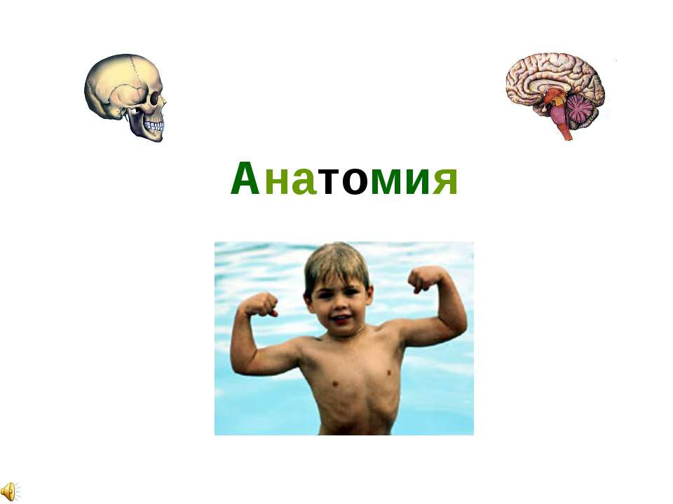 Анатомия Учебники, Презентации и Подготовка к Экзаменам для Школьников на Klass-Uchebnik.com