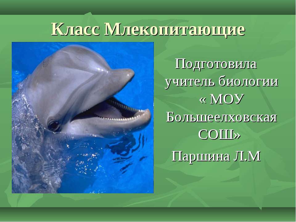 Класс Млекопитающие Учебники, Презентации и Подготовка к Экзаменам для Школьников на Klass-Uchebnik.com
