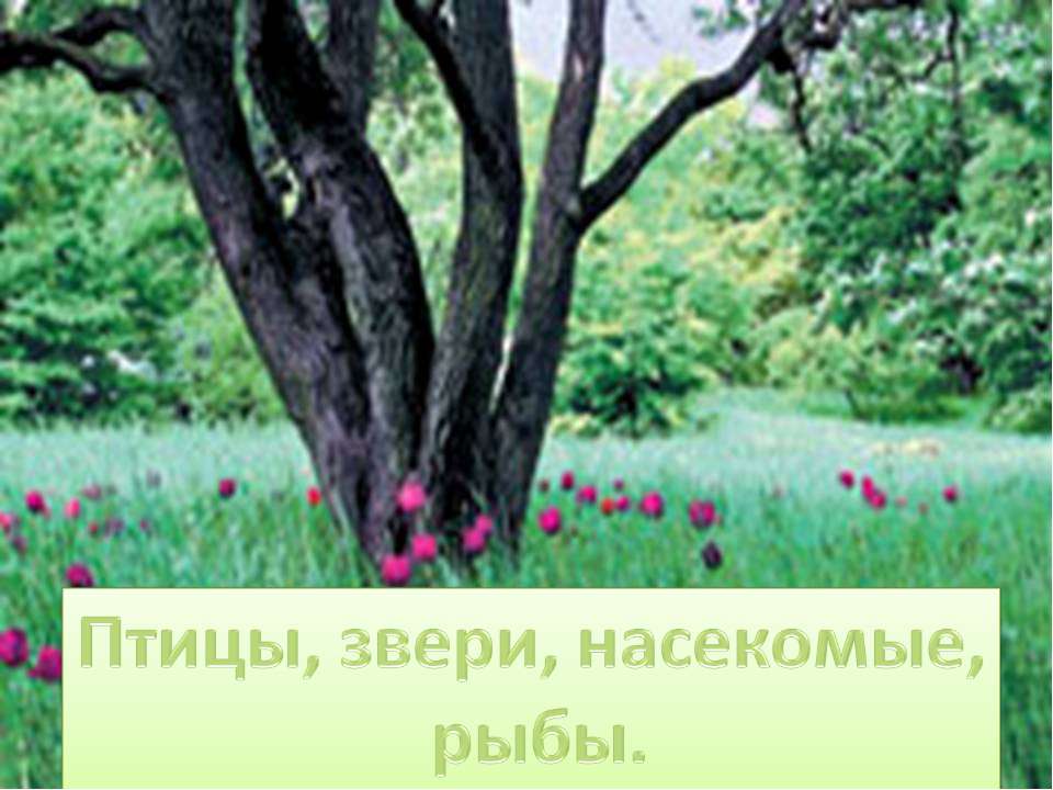 Птицы, звери, насекомые, рыбы Учебники, Презентации и Подготовка к Экзаменам для Школьников на Klass-Uchebnik.com