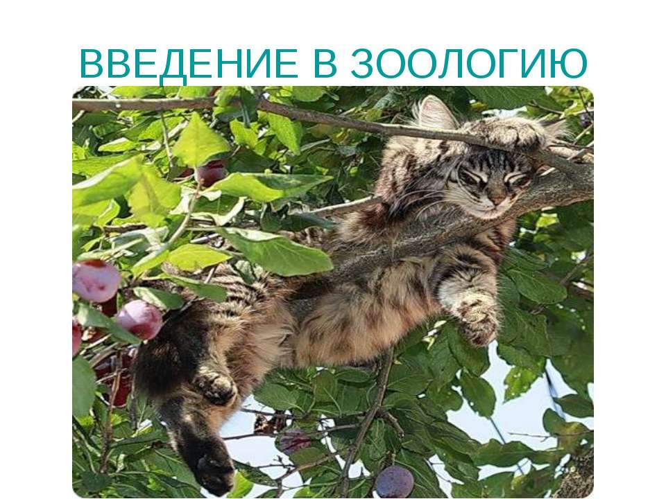 Введение в зоологию Учебники, Презентации и Подготовка к Экзаменам для Школьников на Klass-Uchebnik.com