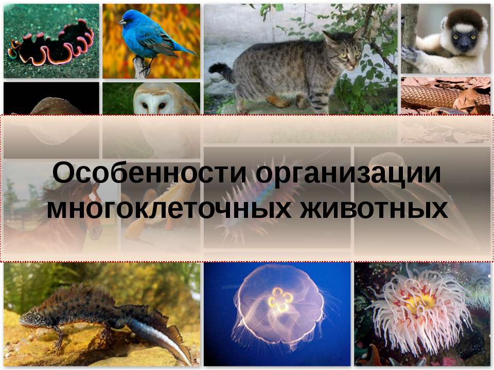 Особенности организации многоклеточных животных Учебники, Презентации и Подготовка к Экзаменам для Школьников на Klass-Uchebnik.com