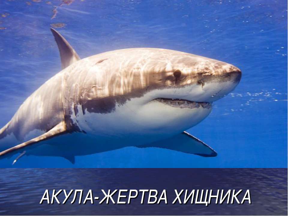 Акула - жертва хищника Учебники, Презентации и Подготовка к Экзаменам для Школьников на Klass-Uchebnik.com