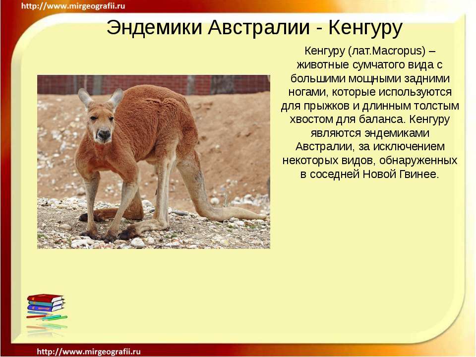 Эндемики Австралии - Кенгуру Учебники, Презентации и Подготовка к Экзаменам для Школьников на Klass-Uchebnik.com