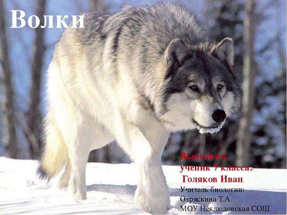 Волки Учебники, Презентации и Подготовка к Экзаменам для Школьников на Klass-Uchebnik.com