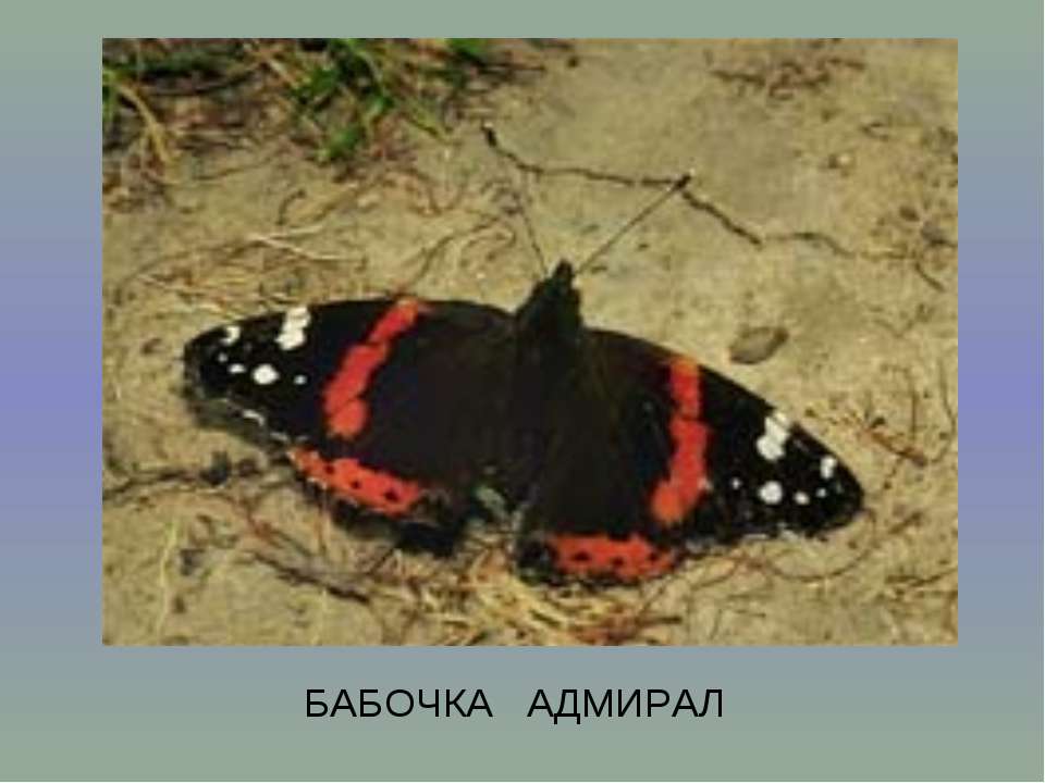 Энтомология и русский язык Учебники, Презентации и Подготовка к Экзаменам для Школьников на Klass-Uchebnik.com