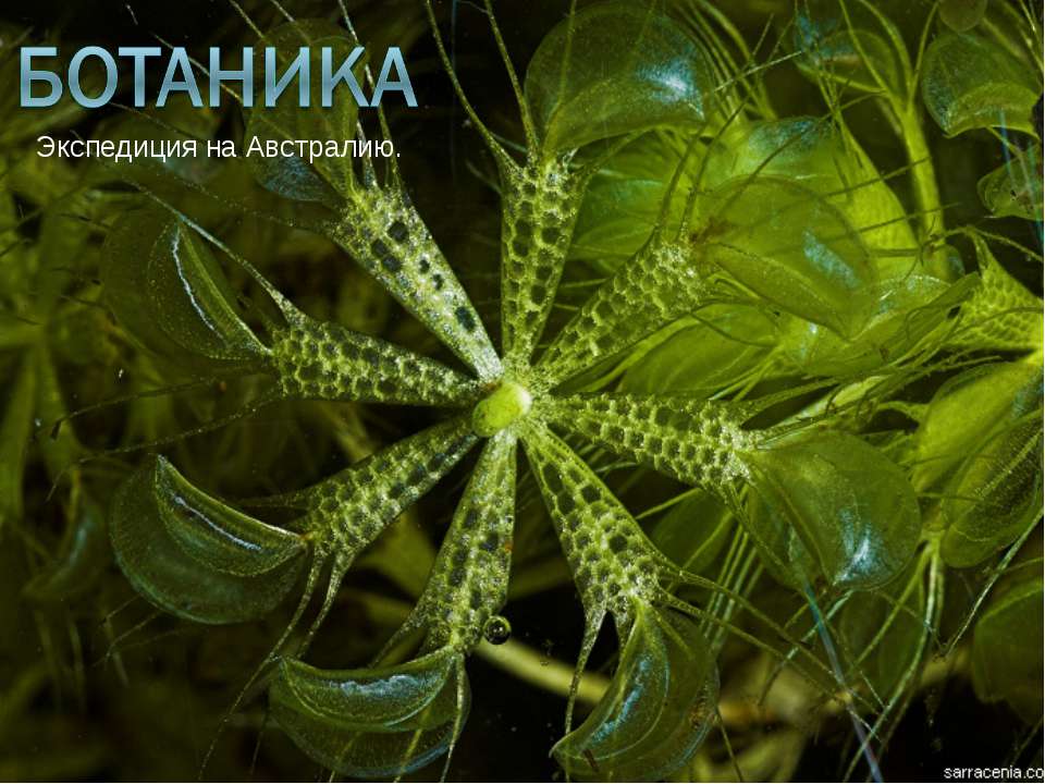 Ботаника Учебники, Презентации и Подготовка к Экзаменам для Школьников на Klass-Uchebnik.com