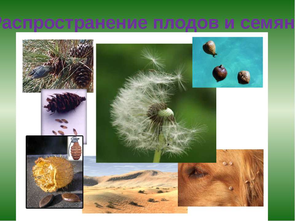 Распространение плодов и семян Учебники, Презентации и Подготовка к Экзаменам для Школьников на Klass-Uchebnik.com