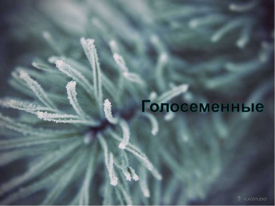 Голосеменные как ряд и подвид Учебники, Презентации и Подготовка к Экзаменам для Школьников на Klass-Uchebnik.com