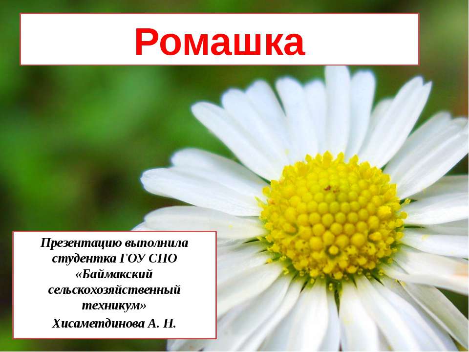 Ромашка Учебники, Презентации и Подготовка к Экзаменам для Школьников на Klass-Uchebnik.com