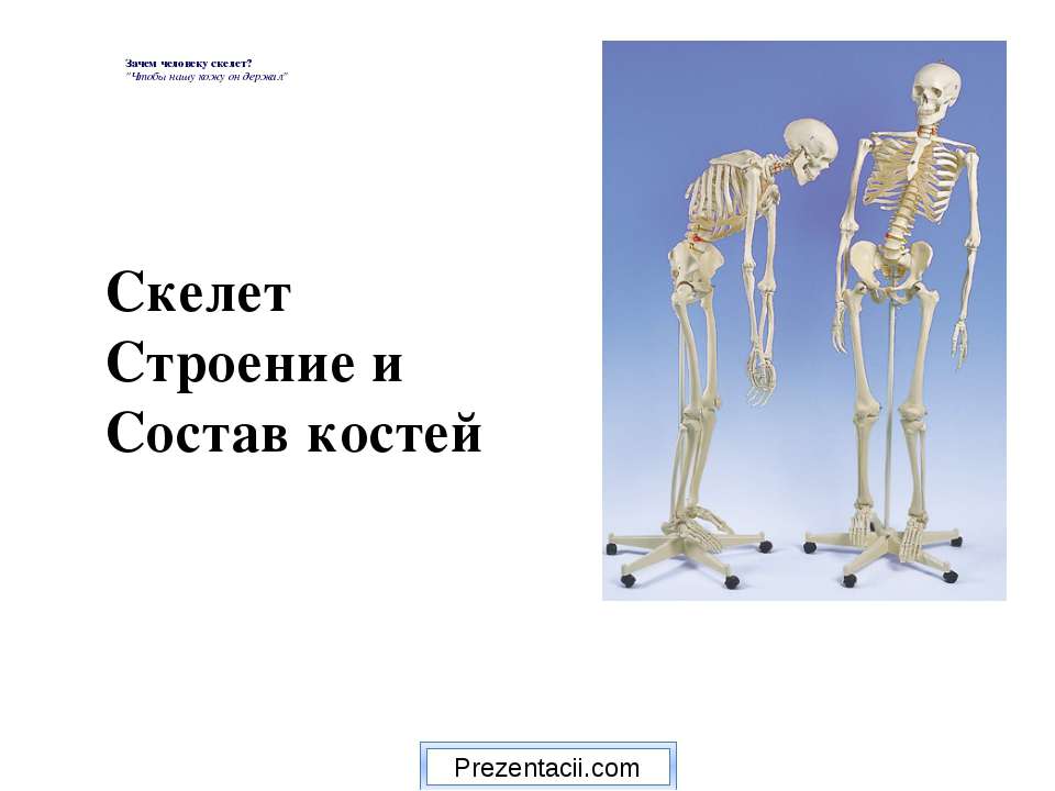 Скелет строение и состав костей Учебники, Презентации и Подготовка к Экзаменам для Школьников на Klass-Uchebnik.com