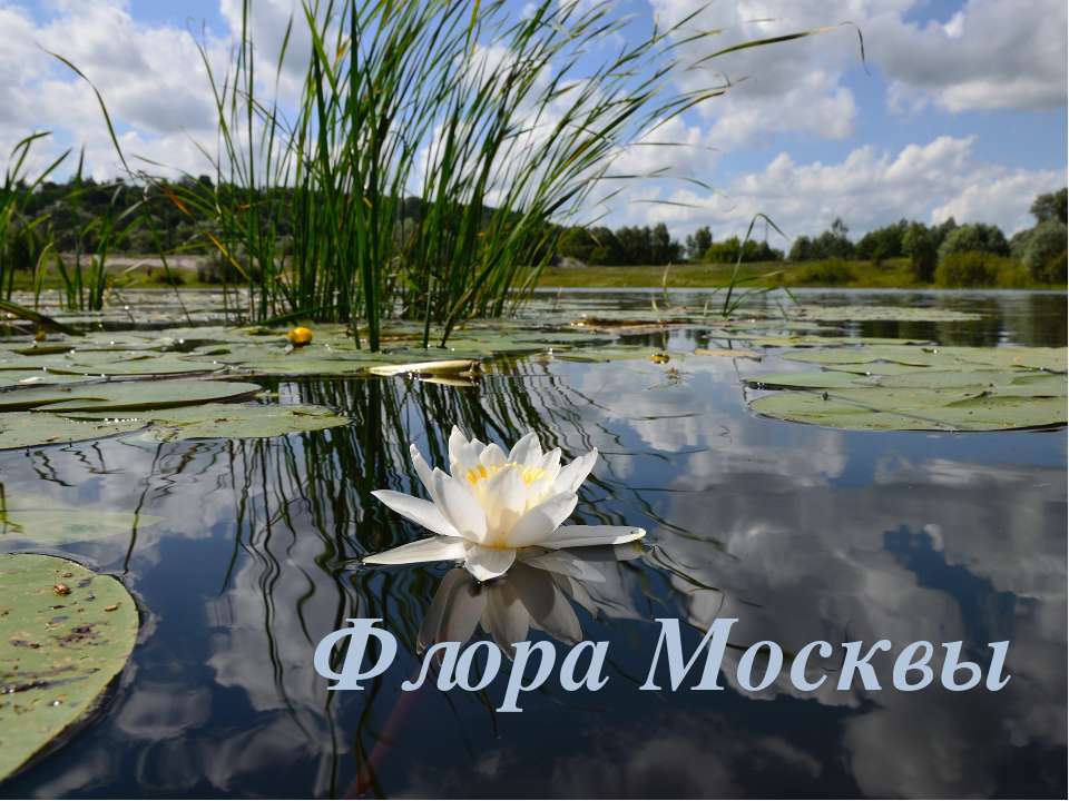 Флора Москвы - Учебники, Презентации и Подготовка к Экзаменам для Школьников на Klass-Uchebnik.com