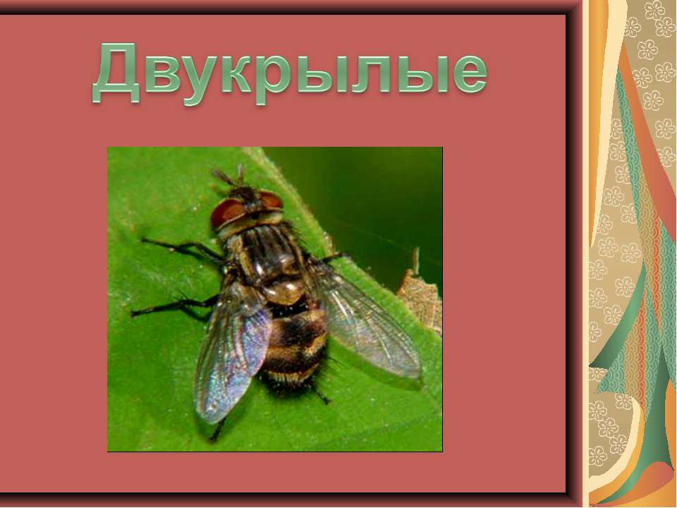 Двукрылые Учебники, Презентации и Подготовка к Экзаменам для Школьников на Klass-Uchebnik.com