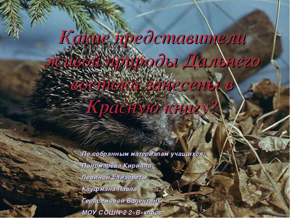 Какие представители живой природы Дальнего востока занесены в Красную книгу? Учебники, Презентации и Подготовка к Экзаменам для Школьников на Klass-Uchebnik.com