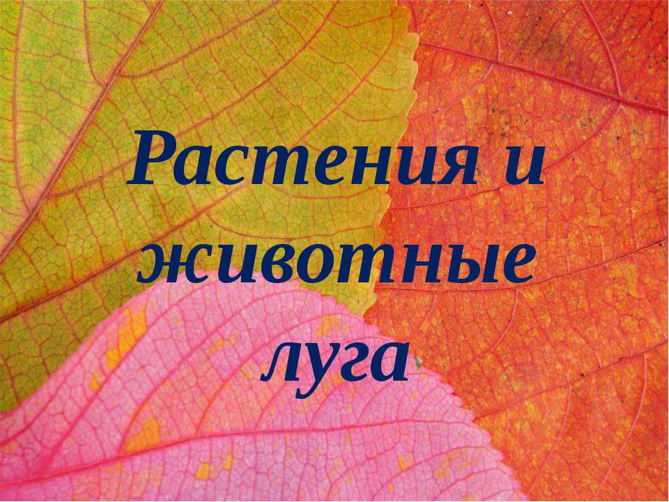 Растения и животные луга - Учебники, Презентации и Подготовка к Экзаменам для Школьников на Klass-Uchebnik.com